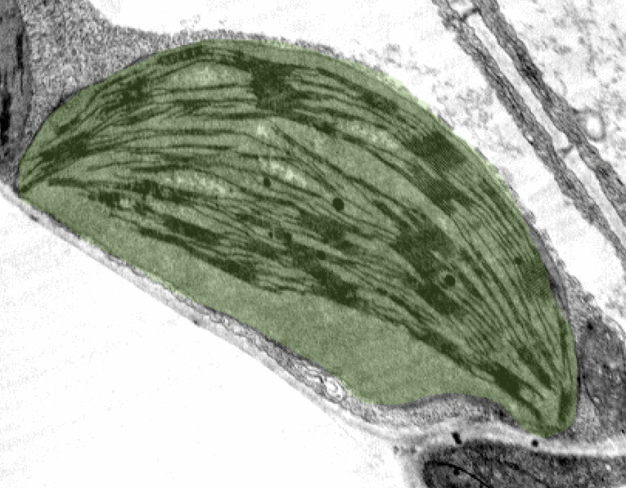 Mikroskopische Aufnahme eines Chloroplasten, in dem die Fotosynthese stattfindet. (Foto: Dr. Alexander Hertle, MPI für Molekulare Pflanzenphysiologie)