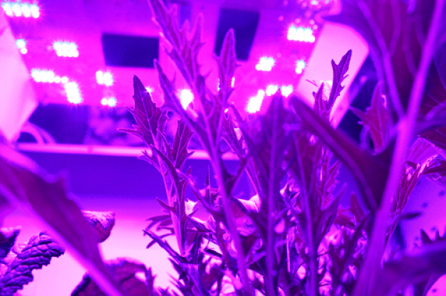 Spezielle UV-LEDs werden in der Gemüsezucht eingesetzt. Sie stimulieren die Pflanzen, besonders viele wertvolle sekundäre Pflanzenstoffe zu produzieren. (© Melanie Wiesner-Reinhold, IGZ)