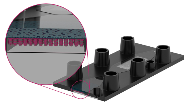 Organ-on-chip: Querschnitt von Biochip-Hohlräumen mit Zellen, die das Darmmodell darstellen. / Cross-section of organ-on-chip biochip cavities with cells representing intestinal model.