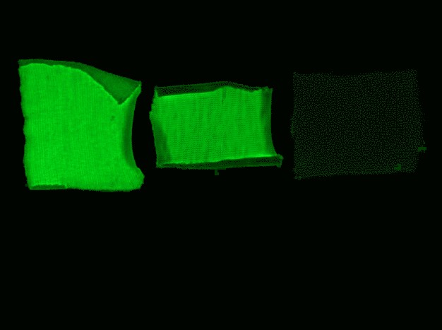 Abb.1: Machbarkeitsstudie – Textilien auf Cellulosebasis wurden mit einem grün-fluoreszierenden Markerprotein ausgerüstet an welches ein Cellulose-Anker gebunden war. Baumwolle (links), Viskose (mitte), Negativkontrolle = grün-fluoreszierendes Protein ohne Cellulose-Anker (rechts). © Hohenstein Institute