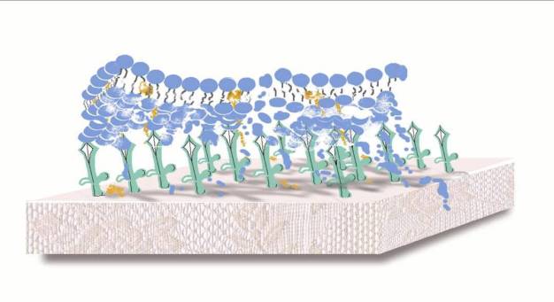 Abb. 2: Zellmembrane werden aufgebrochen