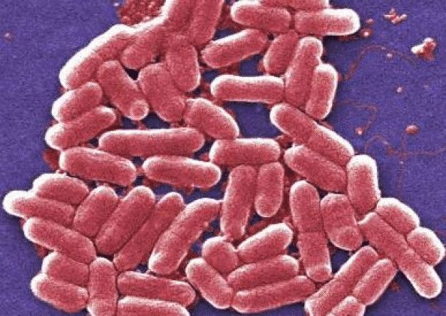 Bakterien Escherichia coli 