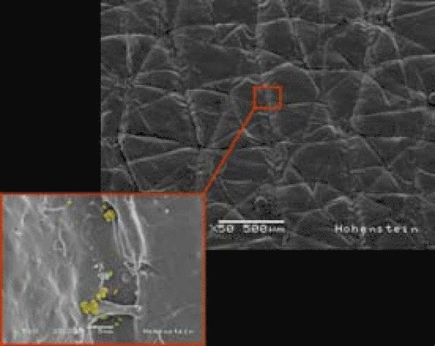 HUMskin weist zahlreiche physiologische
Eigenschaften der menschlichen Haut
sowie das Oberflächenprofil der Epidermis
auf. (© Hohenstein Institute)