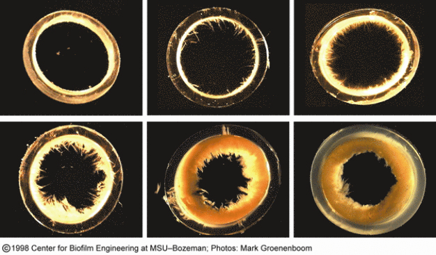 Bild 2: Biofilmbildung in Rohren (Foto: MSU) / Image 2: Biofilm formation in pipes. (photo courtesy MSU)