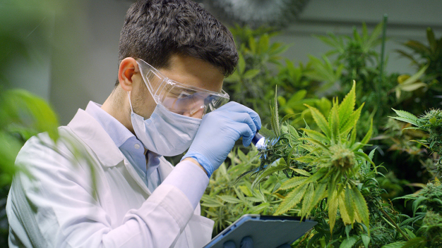 Visuelle Prüfung im Gewächshaus und chemische Analyse im Labor sichern die Qualität des medizinischen Cannabis. (Foto: Shutterstock) / 
Visual inspection in the greenhouse and chemical analysis in the laboratory ensure the quality of medical cannabis. - Photo: Shutterstock
Visual inspection in the greenhouse and chemical analysis in the laboratory ensure the quality of medical cannabis. (Photo: Shutterstock)