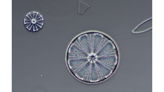 Dank des modularen Designs sind die Mikroskope der NE900-Reihe nicht nur für alle Kontrastverfahren, sondern Im Kombination mit einer MikroCam auch optimal für die Dokumentation sehr große Bildfelder mit Methoden wie Focus Stacking oder Erstellung eines Gigapixel-Mosaiks im Live Modus ausgelegt. (Quelle: Bresser GmbH)