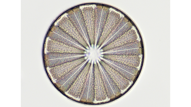 Dank des modularen Designs sind die Mikroskope der NE900-Reihe nicht nur für alle Kontrastverfahren, sondern Im Kombination mit einer MikroCam auch optimal für die Dokumentation sehr große Bildfelder mit Methoden wie Focus Stacking oder Erstellung eines Gigapixel-Mosaiks im Live Modus ausgelegt. (Quelle: Bresser GmbH)