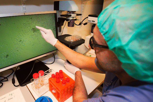 GMP-konformer Herstellungsprozess: Valicare unterstützt das Start-Up polybiocept beim Transfer der im Labor entwickelten Zellkulturabläufe zu einem GMP-konformen Herstellungsprozess. Prof. Maeurer, Arzt und Chief Scientific Officer bei polybiocept, betrachtet auf dem Monitor visualisierte Zellkulturen. (Foto: Bosch) / GMP-compliant manufacturing process: Valicare supports the start-up polybiocept in transferring the cell-culturing processes developed at the laboratory into a GMP-compliant manufacturing process. Prof Maeurer, physician and chief scientific officer at polybiocept, is looking at visualized cell cultures on the screen. (Picture: Bosch)