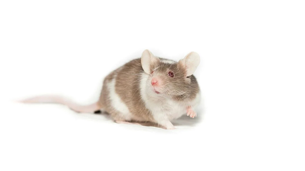 Eine Maus ist kein Mensch. Diese Tatsache macht es der biomedizinischen Forschung so schwer, aus Tierversuchen gewonnene Erkenntnisse auf uns zu übertragen. Wissenschaftler*innen arbeiten deshalb an Ersatzmethoden für Tierversuche, die im Idealfall ganz ohne Materialien tierischen Ursprungs auskommen. Das freut auch die Maus.