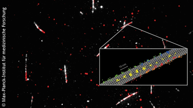 Messung des Motorprotein Kinesin-1 (rot), wie es auf den Mikrotubuli (weiß) entlang „läuft“. Die Beobachtung der 2D-Bewegungen einzelner Kinesin-1-Dimere (auf der Skizze in verschiedenen Farben) unter physiologischen ATP-Konzentrationen zeigt auf, wie sie entlang einzelner Bahnen voranschreiten. MINFLUX erfasst dabei bisher unerkannte Details der Bewegung des Motorproteins auf einzelnen Protofilamenten des Mikrotubulus (grau skizziert) und unterstreicht so das Potenzial von MINFLUX als revolutionäre Methode zur Beobachtung von Konformationsänderungen in Proteinen. (Bild: MPI für medizinische Forschung) / Detailed measurement of how the motor protein kinesin-1 (red) walks on microtubules (white). Tracking of the 2D movements of individual kinesin-1 dimers (color coded on the sketch) at physiological ATP concentrations revealed key details of how the protein walks in individual lanes. MINFLUX facilitated near protofilament tracking of the motor protein on the microtubule (sketched in grey) and highlights the effectiveness of MINFLUX as a tool for monitoring conformational changes in proteins. (Photo: MPI for Medical Research)