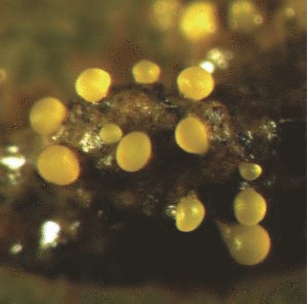 Myxobacteria