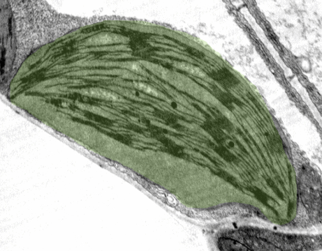 Mikroskopische Aufnahme eines Chloroplasten, in dem die Fotosynthese stattfindet. (Foto: Dr. Alexander Hertle, MPI für Molekulare Pflanzenphysiologie)