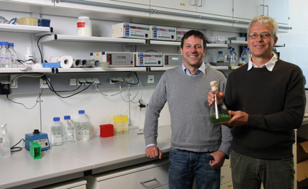 Ein internationales Forscherteam um Juniorprofessor Dr. Felix Willmund (links) und Professor Dr. Michael Schroda haben einen Gen-Baukasten für die Grünalge entwickelt. (Foto: Koziel/TUK)
