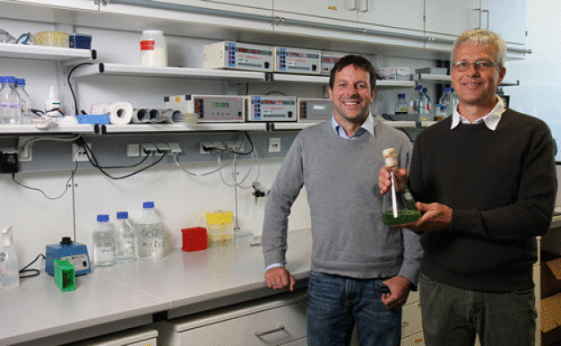 Ein internationales Forscherteam um Juniorprofessor Dr. Felix Willmund (links) und Professor Dr. Michael Schroda haben einen Gen-Baukasten für die Grünalge entwickelt. (Foto: Koziel/TUK) Ein internationales Forscherteam um Juniorprofessor Dr. Felix Willmund (links) und Professor Dr. Michael Schroda haben einen Gen-Baukasten für die Grünalge entwickelt. (Foto: Koziel/TUK)