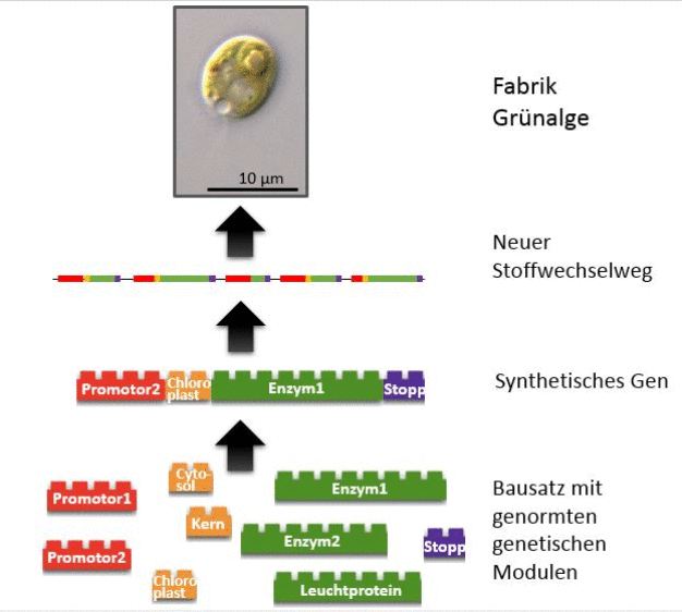 Die Grafik zeigt, wie der Baukasten funktioniert. Die einzelnen Gen-Bausteine lassen sich wie Legos kombinieren. (Foto: Schroda)