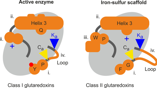 Schematische Darstellung der vier funktionsbestimmenden strukturellen Unterschiede zwischen enzymatisch aktiven und inaktiven Glutaredoxinen.