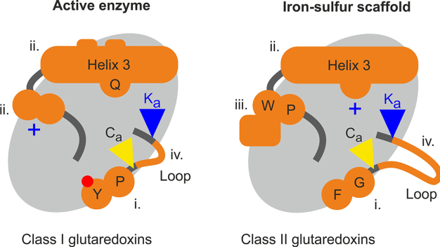 Schematische Darstellung der vier funktionsbestimmenden strukturellen Unterschiede zwischen enzymatisch aktiven und inaktiven Glutaredoxinen.