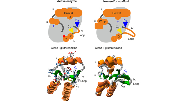 Vergleich der vier funktionsbestimmenden strukturellen Unterschiede zwischen enzymatisch aktiven und inaktiven Glutaredoxinen.
