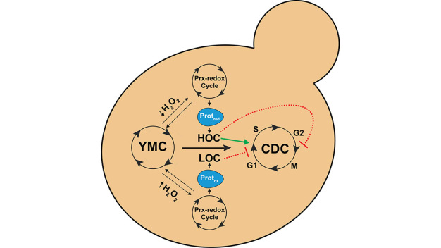 Peroxiredoxin-Wasserstoffperoxid (H2O2)-abhängiges Thiol-Redox-Relais (Prx-Redox-Zyklus) dockt an den Hefe-Stoffwechselzyklus (YMC), um Ein- /Austritt in/aus dem Zellteilungszyklus (CDC) zu kontrollieren. HOC = hoher, LOC = niedriger Sauerstoffverbrauch. (Dr. Prince Saforo Amponsah)