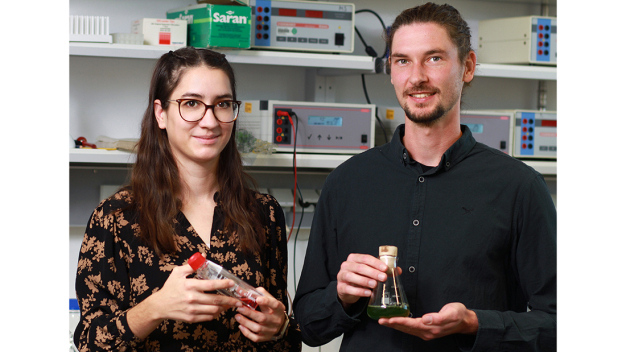 Das Team um Anna Kiefer und Justus Niemeyer setzt auf die Grünalge Chlamydomonas reinhardtii, um das Spikeprotein zu produzieren. (Foto: Koziel/TUK)