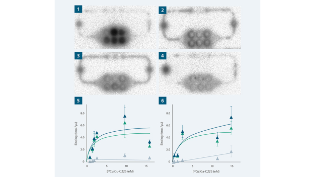Bindung von [68Ga]Ga-C225 (2 nM) in MPS-Modulen an A431 (1, 2) und MDA-MB435S (3, 4); (2) zeigt die unspezifische Bindung an A431, (4) an MDA-MB435S (0,8 μM C225); unten: Diagramme von Sättigungsassays auf A431-Monolayer in MPS-Chips mit [64Cu]Cu-C225 (5) und [68Ga]Ga-C225 (6) (dunkelblaue, graue, grüne Symbole: gesamte, unspezifische, spezifische Bindung). © HZDR/Fraunhofer IWS / Binding of [68Ga]Ga-C225 (2 nM) in MPS-modules on A431 (A) and MDA-MB435S (C); (B) shows the nonspecific binding on A431, (D) on MDA-MB435S (0.8 μM C225); below: graphs of saturation assays on A431 monolayer in MPS chips with [64Cu]Cu-C225 (E) and [68Ga]Ga-C225 (F) (black, gray, red symbols: total, nonspecific, specific binding). © HZDR/Fraunhofer IWS