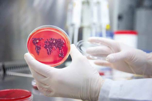 Zeitaufwendig: Bisher müssen Bakterien auf Nährboden gezüchtet werden, um Resistenzen zu erkennen. Spezielle Tests und Gendaten sollen schneller Gewissheit schaffen. (Foto: Curetis) / Time-consuming: Bacteria have to be cultivated in nutrient media in order to detect resistances. Special tests and gene data are designed to provide faster and more reliable results. (Photo: Curetis)