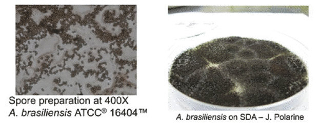 Mold Spore QCT Results