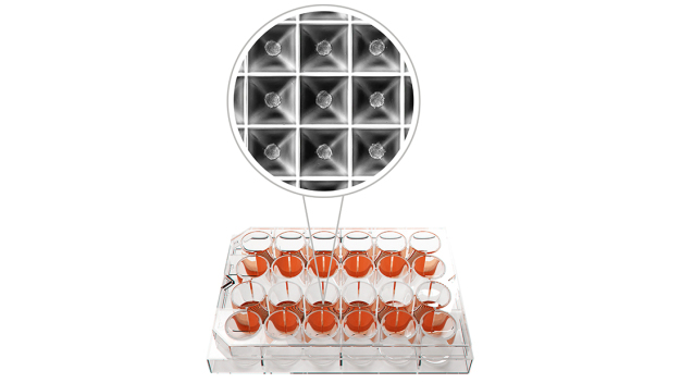 Mit der SP5D und ihrer patentierten Geometrie ist es möglich, eine große Anzahl einheitlicher Sphäroide – bis zu 9.000 auf einer einzigen Platte – zu kultivieren. Auf einer SP5D stehen zwölf Wells mit je 750 Mikrowells zur Verfügung, wodurch ein sehr hoher Ertrag sichergestellt ist. (Quelle: Kugelmeiers Ltd.) / With the SP5D and its patented geometry it is possible to cultivate a large number of uniform spheroids – up to 9,000 on a single plate. Twelve wells, each with 750 microwells are available on an SPfD, which ensures a very high yield. (Source: Kugelmeiers Ltd.)