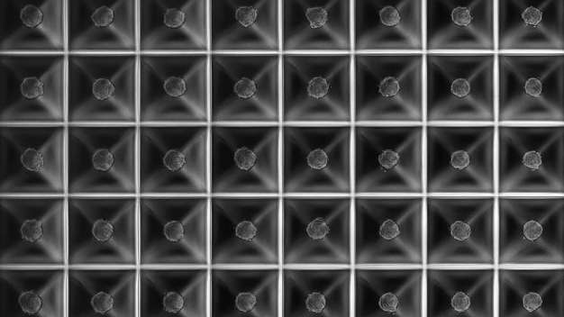 Die Zellen gleiten in quadratische „Pyramiden-Löcher“ mit abgerundeter Spitze und bilden so jedes Mal gleich große Kügelchen. Dieser Aufbau führt zu einer gerüstfreien, regelmäßigen Clusterbildung, sodass das Aggregat immer im Zentrum der einzelnen Mikrovertiefung gehalten wird. (Quelle: Kugelmeiers Ltd.) / The cells slide in square “pyramid holes” with rounded tip and therefore form same size spheres every time. This setup leads to a scaffold-free, regular cluster formation so that the aggregate is always held within the center of the individual micro recess (well). (Source: Kugelmeiers Ltd.)
