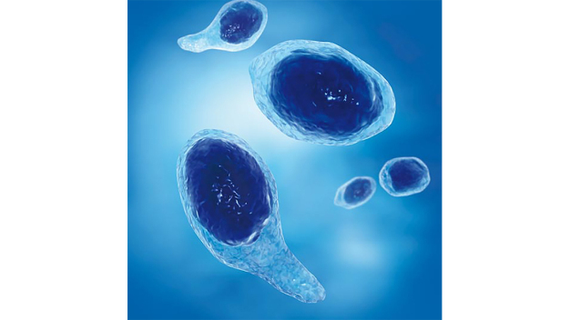 Abbildung: Sporen von Clostridioides difficile / Figure: Spores of Clostridioides difficile